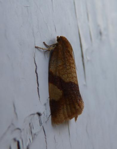 Réf. 341 717 : Aphelia ferugana